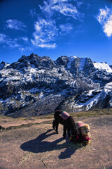 two beautiful lamas in the Vinicunca mountains with a breathtaking view in Cusco, Peru