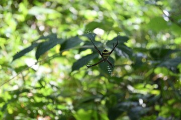Angled dorsal view of a St. Andrew's cross spider sitting on its spider web
