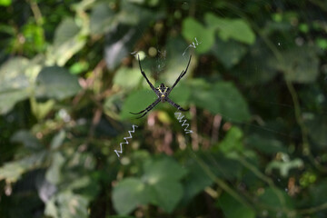 Ventral side view of a St. Andrew's cross spider sitting in the center of its web