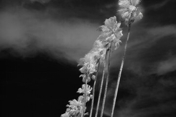 Infrared View of Palm Trees