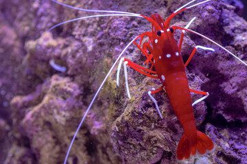 Blood Red Fire Shrimp on Live Rock in Saltwater Aquarium