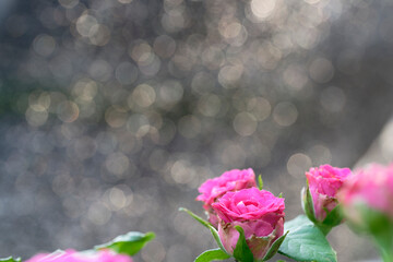 pink roses in garden (Gold bokeh background)