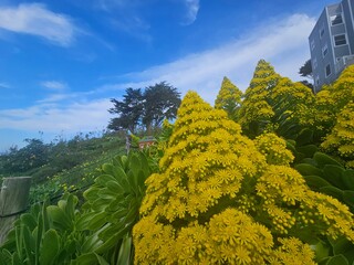 Scenes from San Francisco