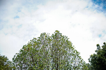 Lush tree branches reaching towards the sky filled with soft, diffused clouds, creating a serene natural composition ideal for backgrounds and environmental themes. Captures tranquility and growth.