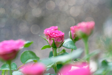 pink roses in garden (Gold bokeh background)