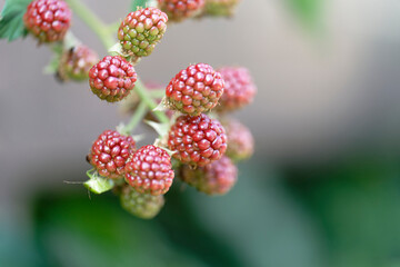 blackberries and raspberries