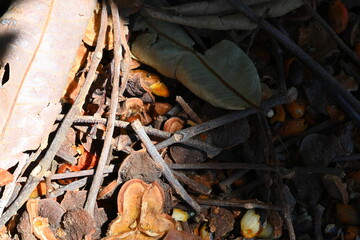 leaves, twigs and seeds on the ground