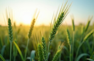 Close-up of unripe green wheat ears in field during sunset. Concept of agriculture, healthy eating, and organic food growth. Soft light illuminates cereal crops, suggesting bountiful harvest.