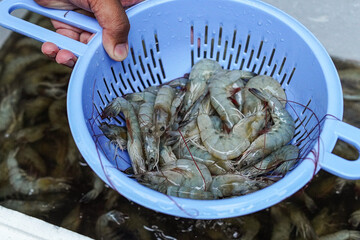 Capture the freshness with this vibrant shot of shrimp in a blue colander. The close-up highlights...
