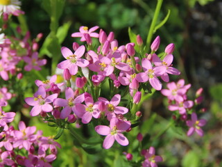 Close-up of Hanahamasenburi (Centaurium maritimum) coastal flower blooming in Japan｜ハナハマセンブリの花 接写