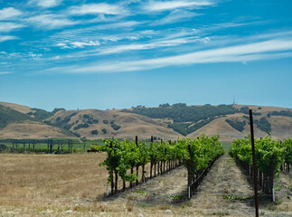 Wine Vineyard near Napa