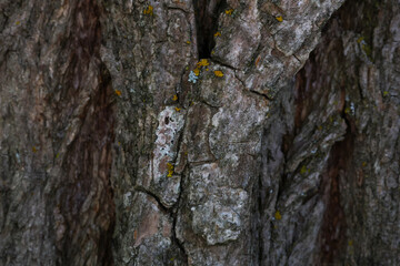 bark of a tree