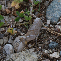 Grasshopper on a rock