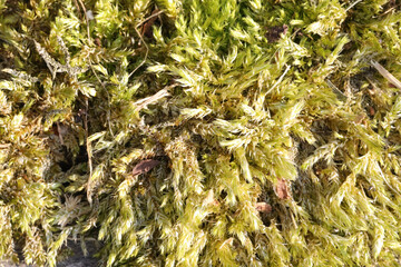 close up of moss on the ground