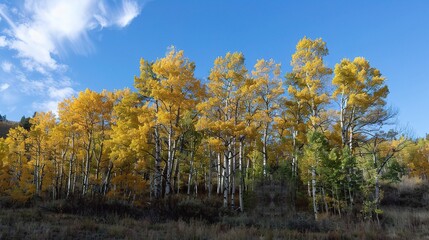 Close-up of a poplar tree with tall straight trunk, smooth gray bark, and triangular green leaves fluttering in the wind, thriving in a forest, park, or along a roadside under sunlight