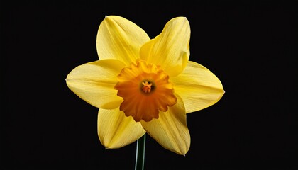 Fototapeta premium bright yellow daffodil flower isolated on black background cut out