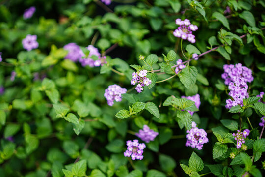 Fototapeta A lovely floral ground cover with delicate lavender blooms and lush green foliage, perfect for nature backgrounds, garden designs, and springtime themes in a vibrant and refreshing style.