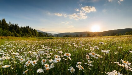 lush field with blooming white daisies in soft sunlight during a serene afternoon in a vibrant green meadow