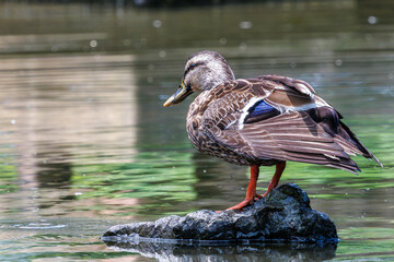都市公園の野鳥