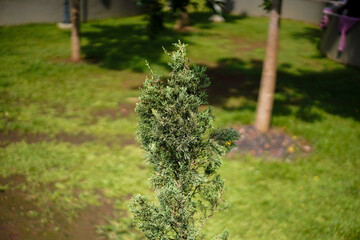Obraz premium A vibrant green juniper stands gracefully amidst a blurred background of lush grass and sturdy trees, creating a serene, natural composition ideal for various visual projects.