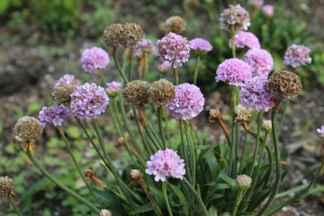 purple flowers in the garden