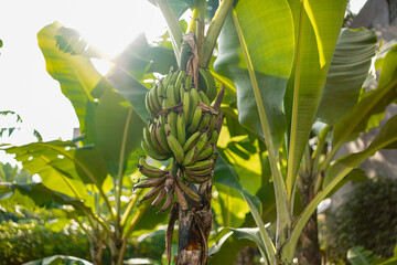 Sunlit bananas on the tree show healthy growth in a tropical setting, evoking feelings of freshness and natural abundance. The plant's large leaves symbolize nature's vitality and lushness.