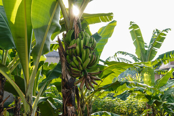 Close up of a banana tree, showing its vibrant green leaves and a cluster of unripe bananas still...