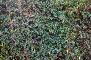 Dense foliage presents an interwoven tapestry of green leaves and slender branches, creating a natural wall of lush greenery, perfect for backgrounds and organic textures in design projects.