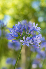 Schmucklilie (agapanthus) in lila-blauer Blüte mit Natur-Bokeh-Hintergrund