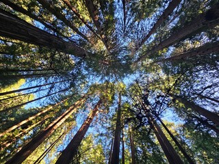 Muir Woods in the Morning