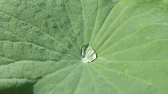 Close up the wind makes the dew on the lotus leaves move. /water drops on leaf.