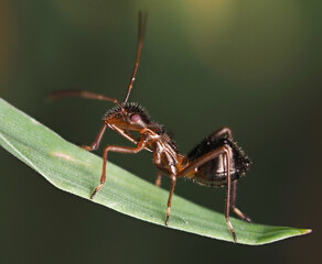 Ant-mimic bug macro