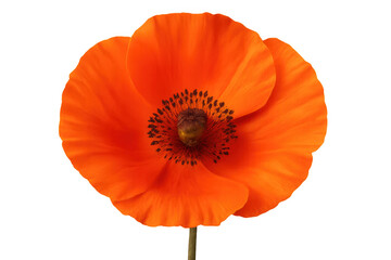 Red poppy flower blooming, isolated on transparent background, perfect for graphic design projects