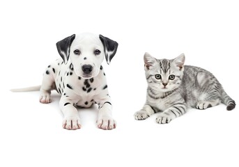 Fototapeta premium Adorable Dalmatian Puppy and Kitten Against White Background. Generative Ai