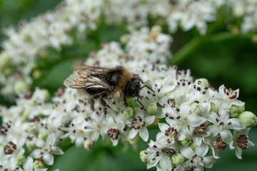 Biene auf Schafgarbe
