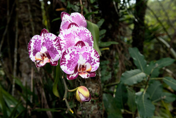 Purple and white flowers of Phalaenopsis or moth orchids