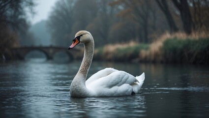 Fototapeta premium A swan swimming on a river in a natural setting with trees and a bridge in the background.