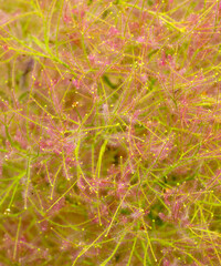 Byblis guehoi carnivorous plant  macro texture.