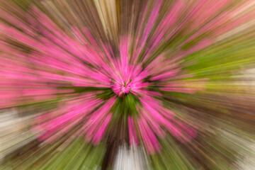 An intentional camera movement zooming out from a pink flower