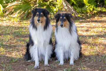 Two tricolored collies sitting next to each other 