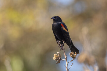 A male red-winged blackbird perched on vegetation