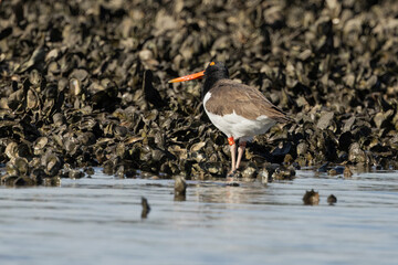 A banded American oystercatcher with its head cocked next to oysters on the Tolomato River