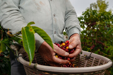 Hand holding freshly harvested Arabica coffee beans.