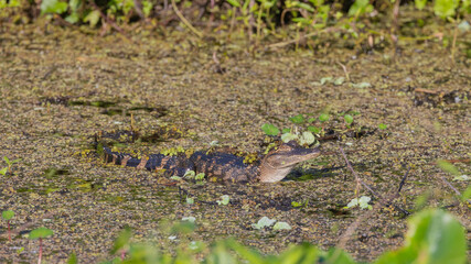 A baby alligator lying in shallow water surrounded by duck weed with some on its back