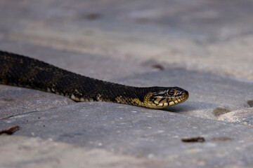The head of a water snake