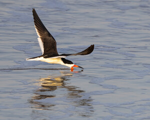 A black skimmer skimming for fish in the Atlantic Ocean in Anastasia State Park