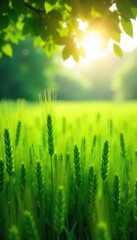 Serene Summer Barley Field Sunlight Dapples Lush Green Crops Gently Swaying in a Peaceful Breeze