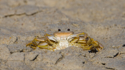 Two ghost crabs having relations on the beach