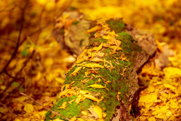 Autumn tree trunk with moss and leaves in the forest. Seasonal fall background