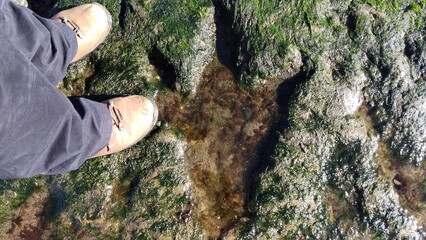 Dinosaur Footprints Staffin Beach, Isle of Skye, Scotlands. Footprints of Ornithopods, a group of...